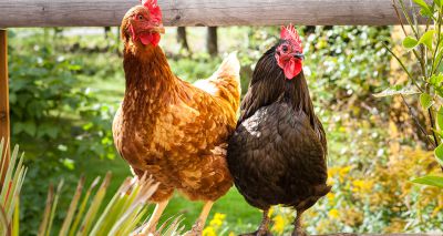 New treatment to tackle red mite in backyard poultry